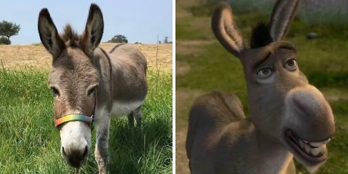 Perry, el burro que sirvió de modelo para la película Shrek, ha fallecido a los 30 años.