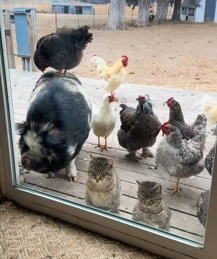 Pretty Cute Welcome Home Committee Today