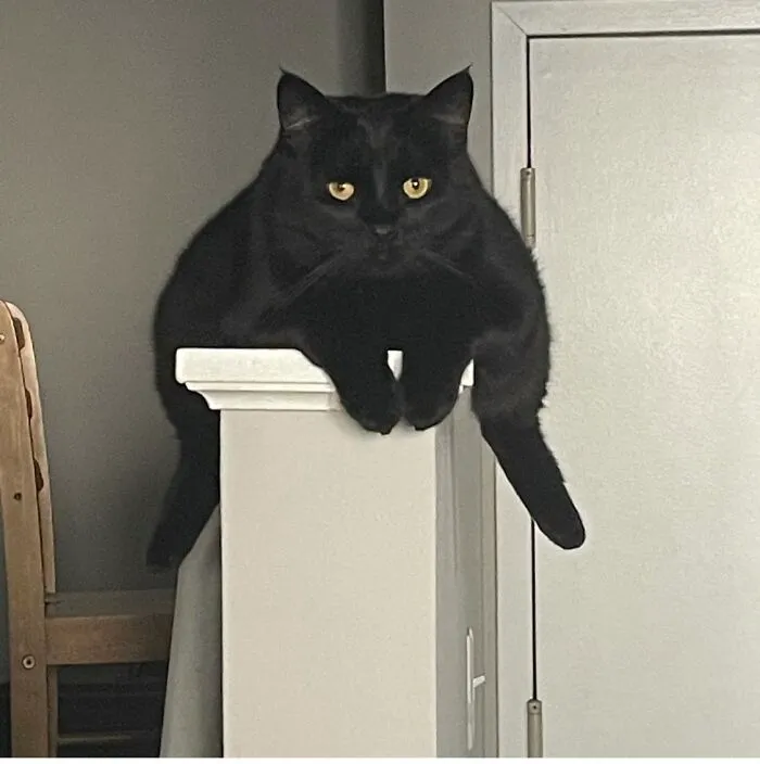 This Is My Cat Larry. He Is Weird. I Love Him