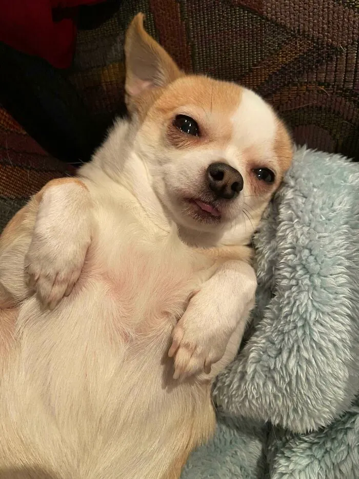 A funny pet, a tan and white chihuahua, lies on its back, tongue slightly out, with a sleepy expression.
