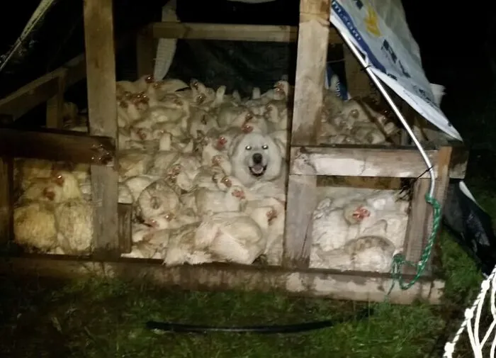 A Local Farm Where I Live Had Trouble With Their Flock All Wanting To Sleep In The Same House, Each Night They Have To Go Break Them Up