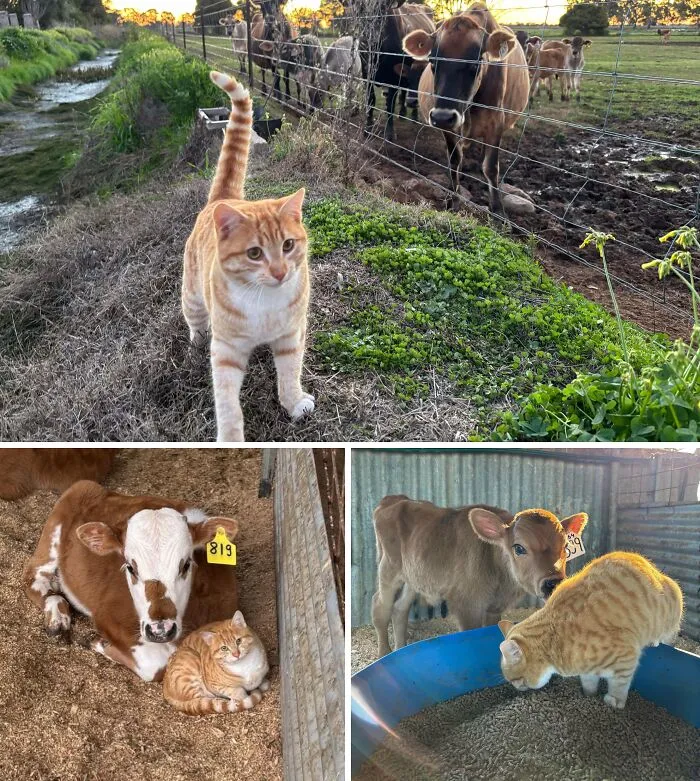 He’s The Senior Manager Of This Farm