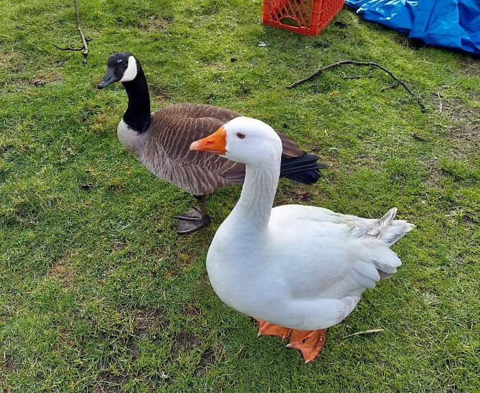 This Wild Goose Flew In And Became Friends With My Grandma's Farm Goose. He Hasn't Left In Over A Year