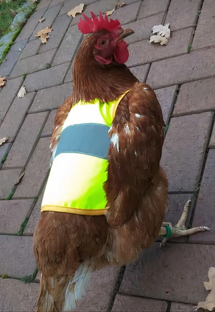 A Farm In My Neighborhood Has A Chicken That Is Allowed To Walk Around Freely. Since It's Getting Dark Faster Now, They Decided To Give Him A Little Safety Vest