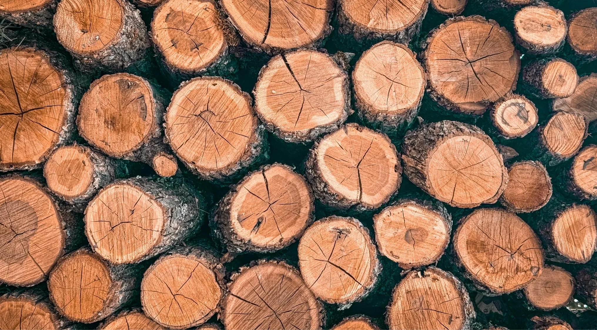A neat pile of freshly cut wooden logs, showing their distinct bark and growth rings. What is the heaviest kind of wood?