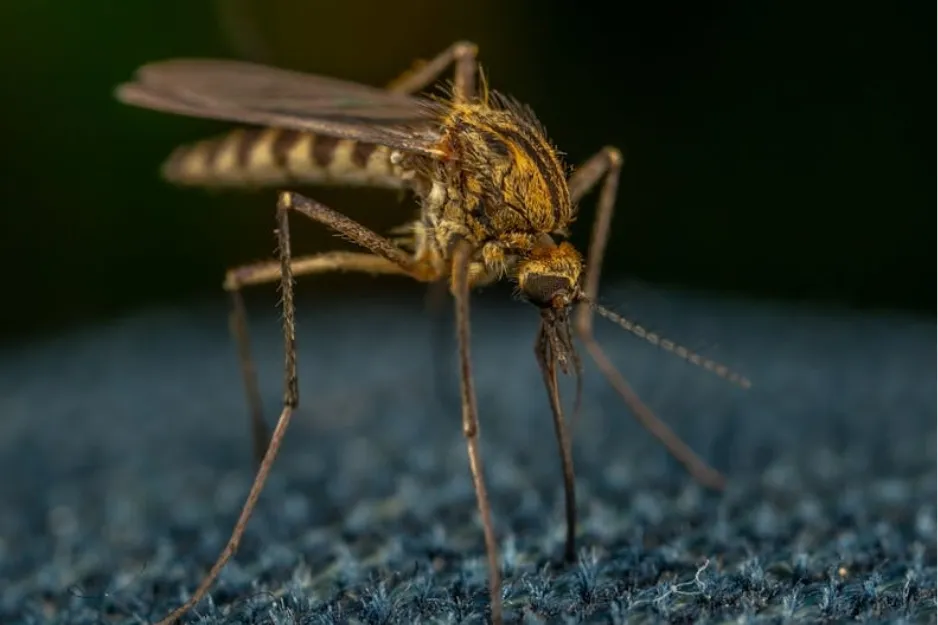 Macro shot of a mosquito, the insect that carries malaria, standing on a dark, fuzzy surface.