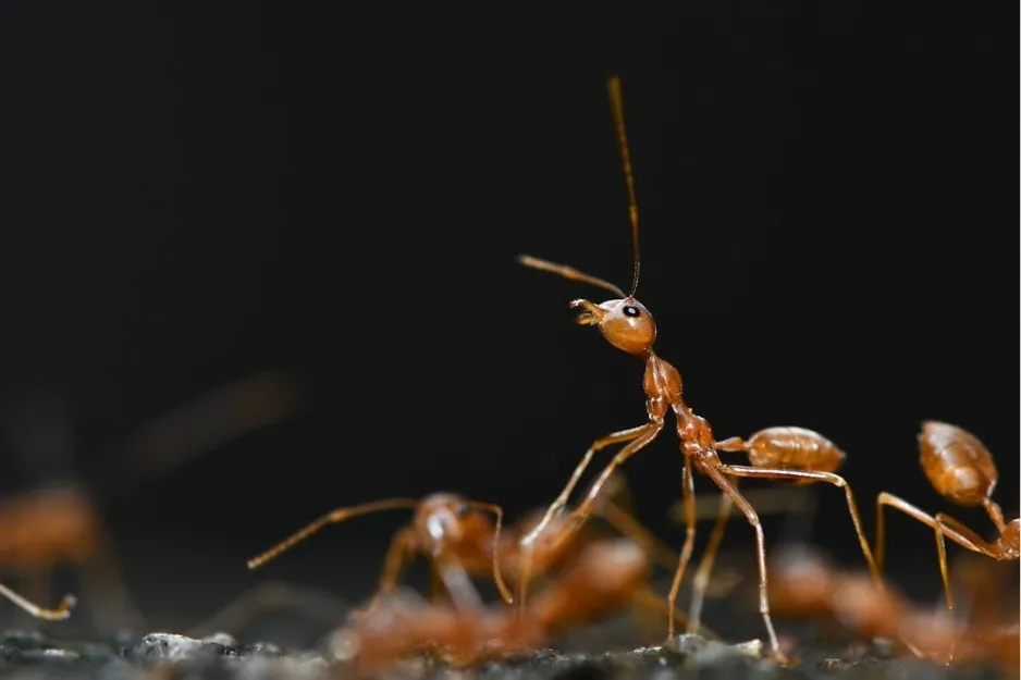 Close-up of a red ant against a dark background. This insect is often confused when people ask what insect carries malaria.