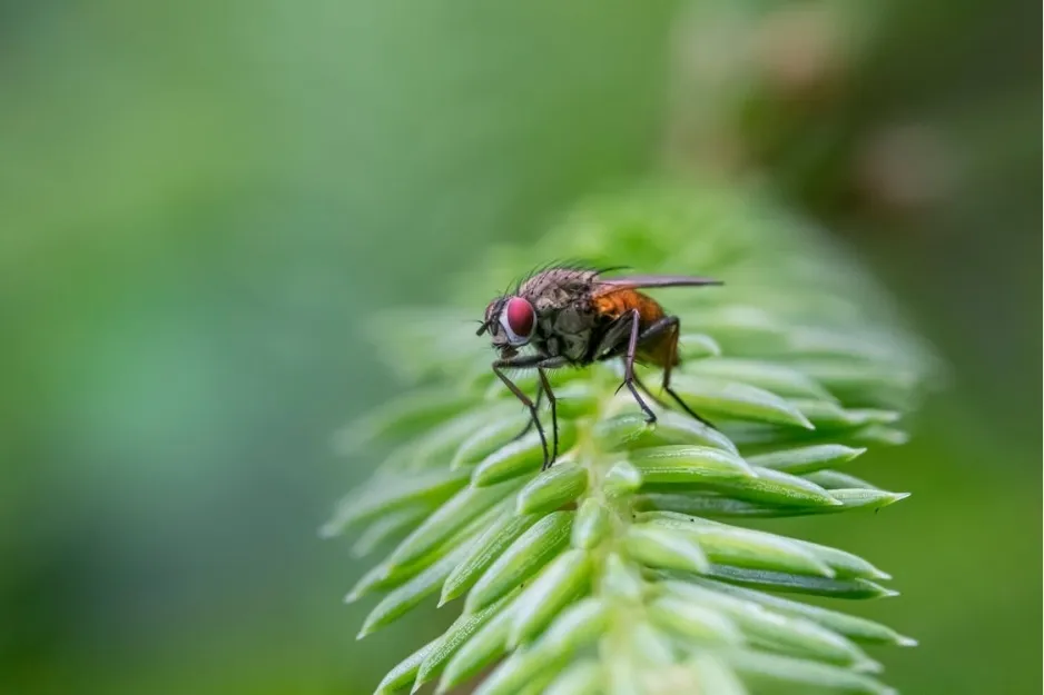 Macro photo of a housefly with striking red eyes on a green plant. Addressing the question: What insect carries malaria?