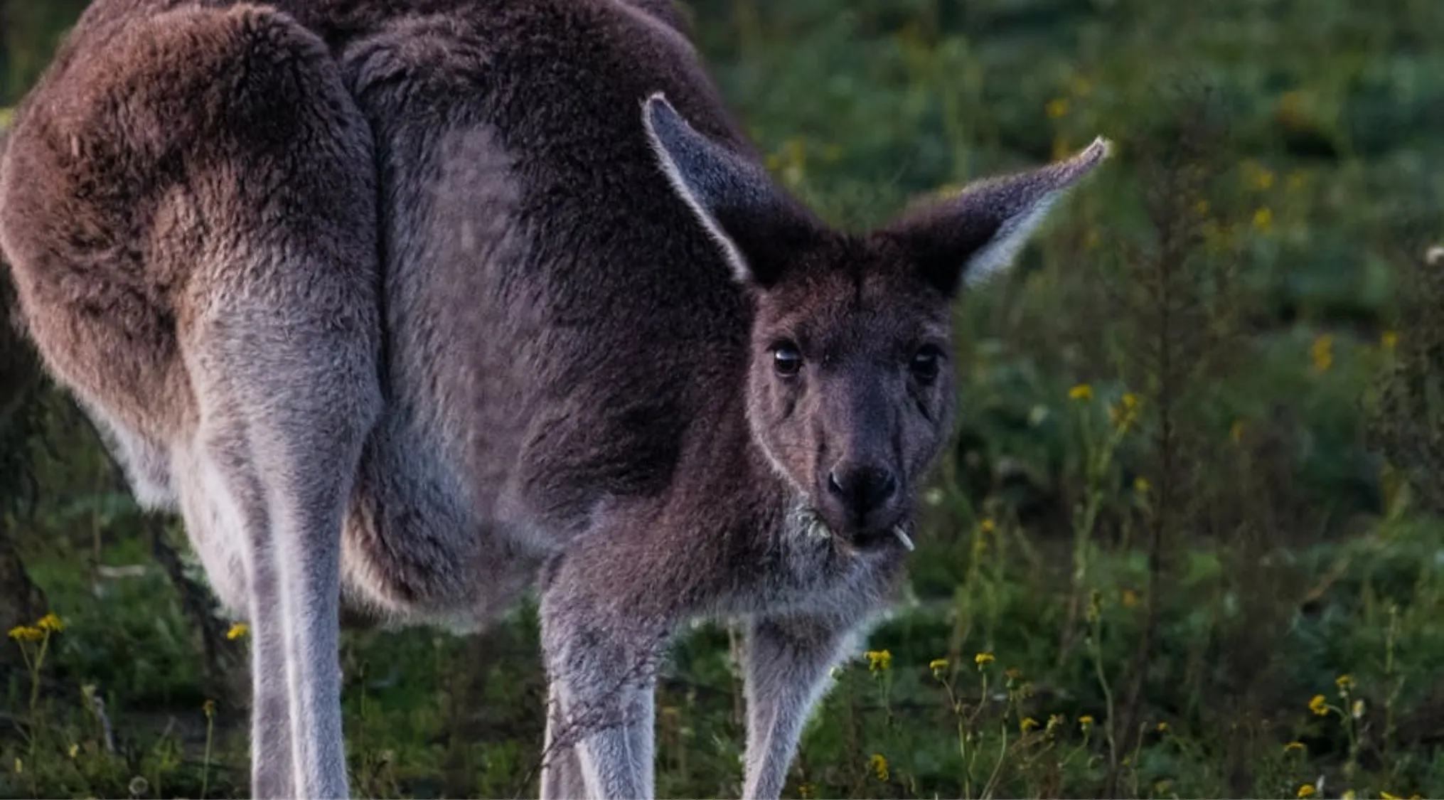 A gray-furred kangaroo stands in a green field with yellow flowers, looking directly at the camera. Relevant to kangaroos.