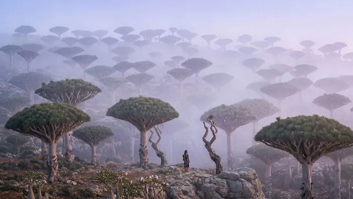 Socotra Island, Yemen