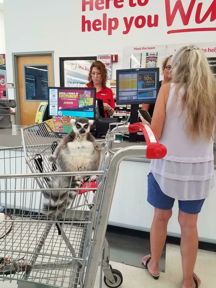 Un lemur