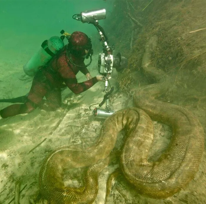 Giant Anaconda In The Amazon River