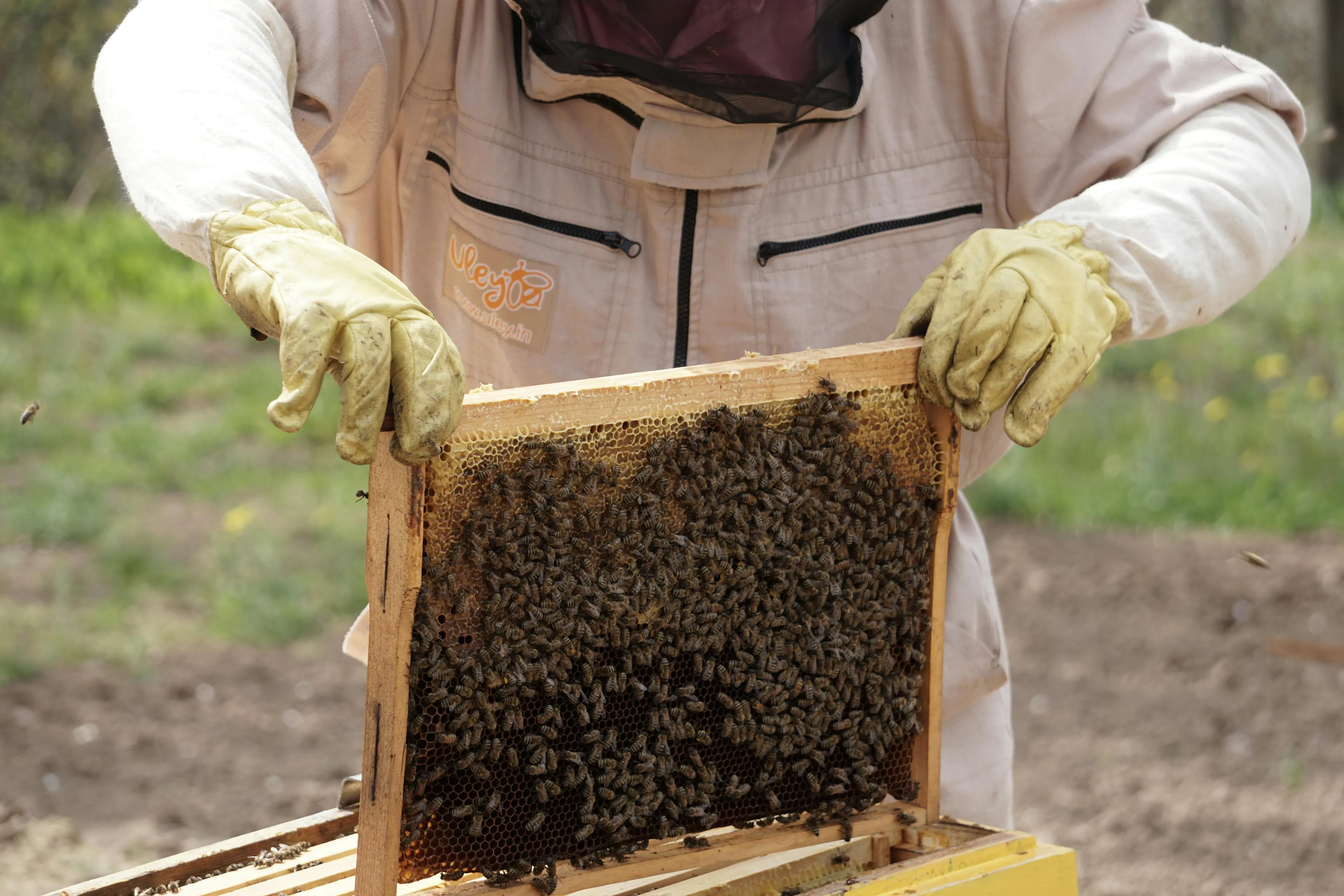 Person in protective clothing holding a wooden frame full of bees while practicing beekeeping outdoors.
