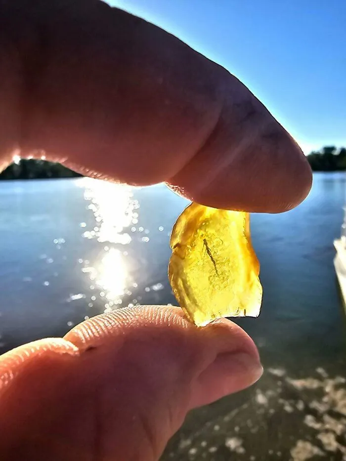 Found On A Sandbar. Amber With Root Inside