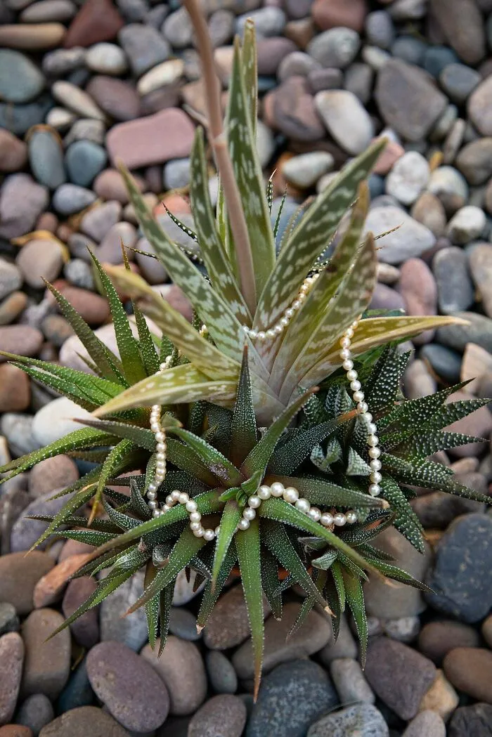 Update On My Grandmother's Pearls