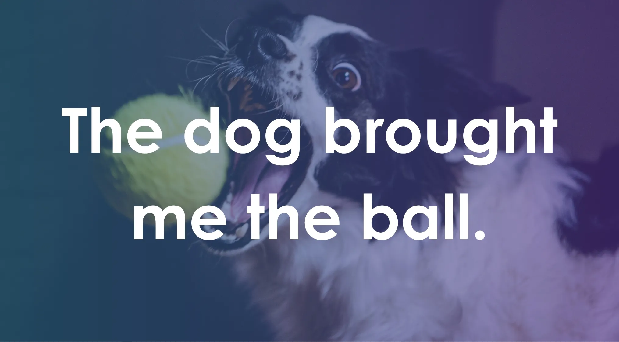 Dog catching a yellow ball with a sentence example highlighting the indirect object in grammar questions.