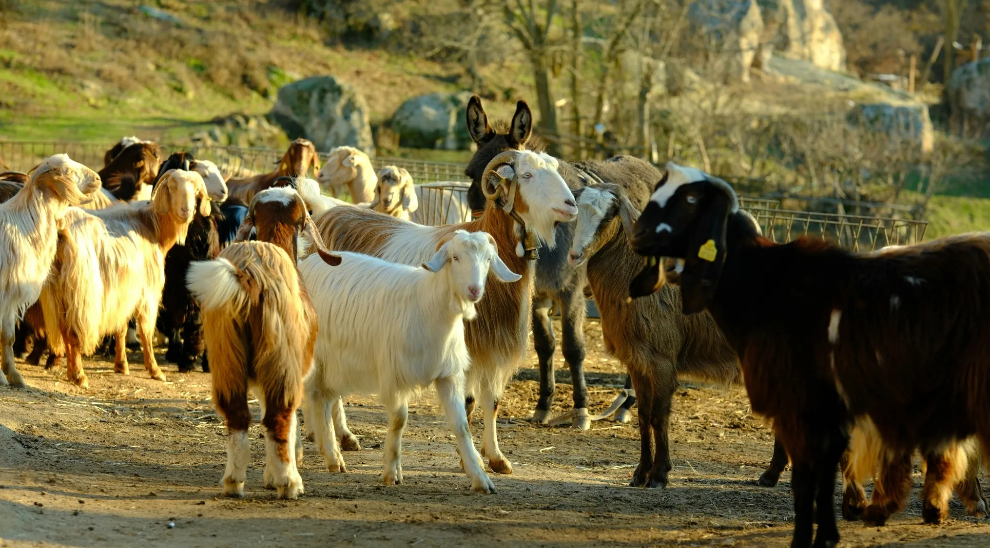 Group of goats in a rural setting representing animals symbolizing the ruling class in George Orwell's allegory.