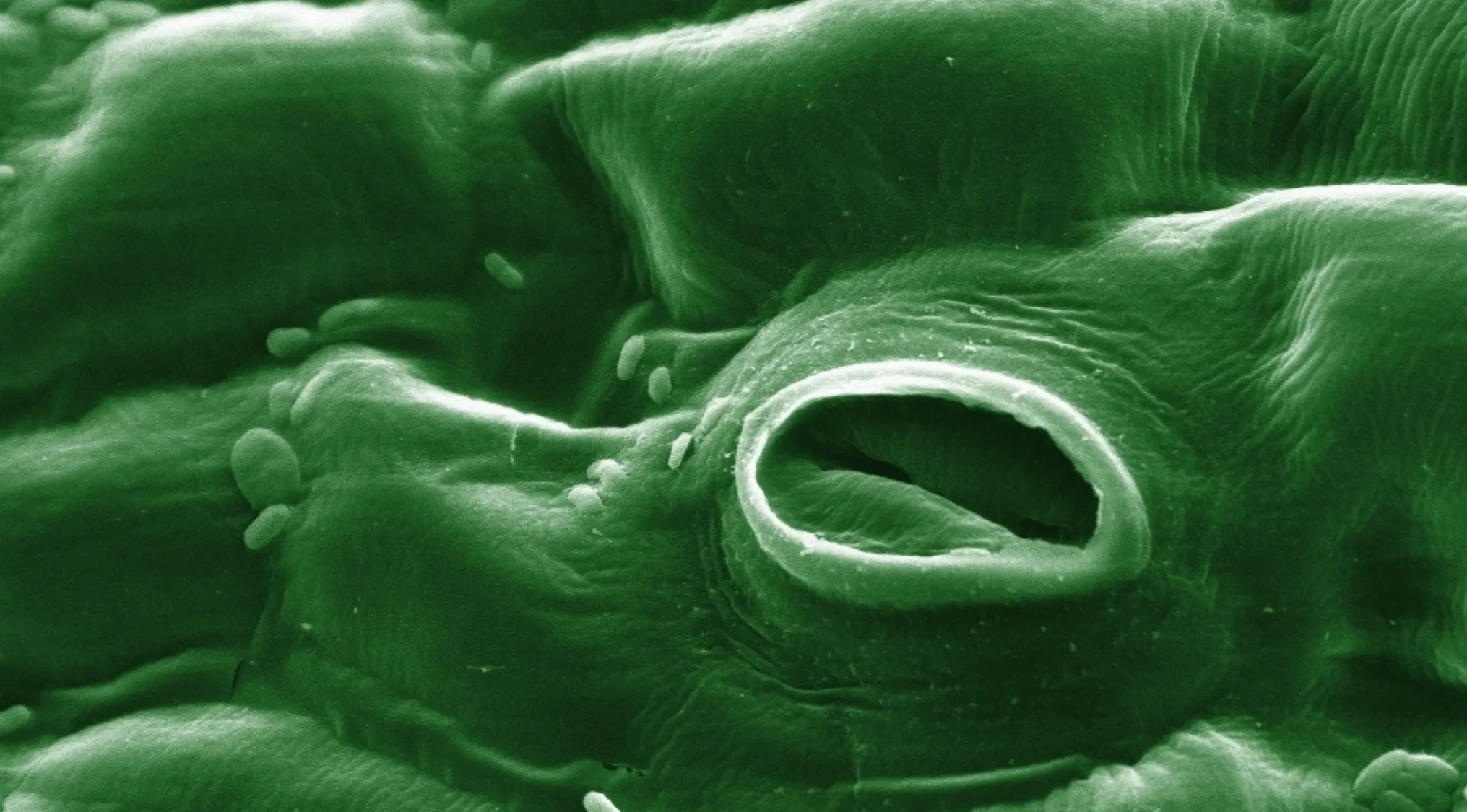 Close-up microscopic view of a leaf surface showing stomata used for gas exchange in plant biology.