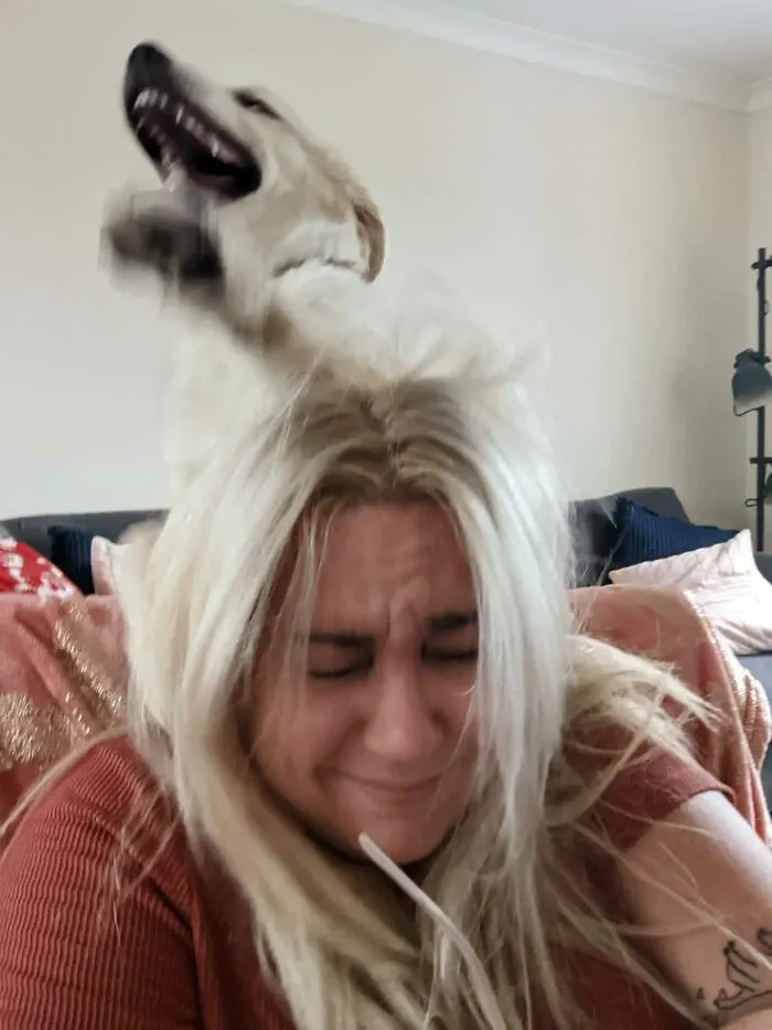 I Asked My Sister How She's Getting On With Her New Puppy... This Was The Reply