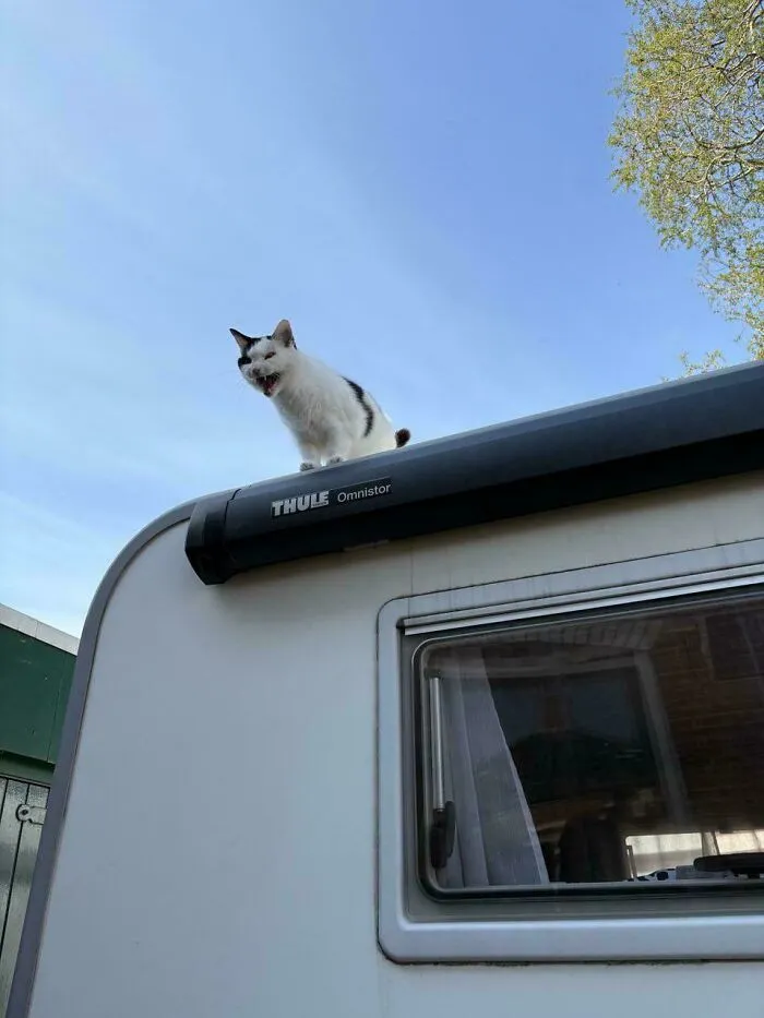 Funny black and white cat meowing on top of camper roof