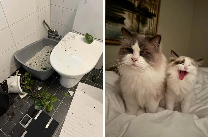 Our New Kitten Elvis Is A Total Menace And Just Laughs When Confronted