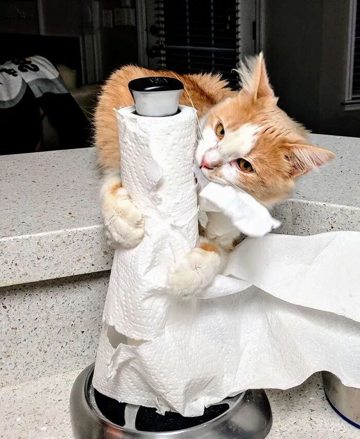 Since Adopting Lily Our Paper Towel Budget Has Increased Tremendously