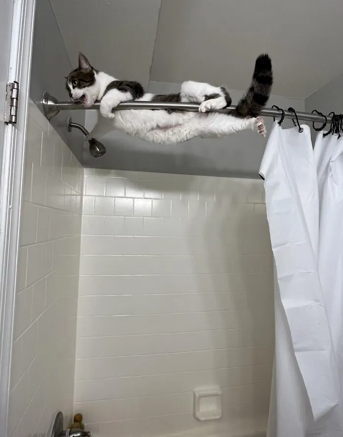 I Adopted A Cat To Try To Bring More Stability In My Life… Looks Like She’s Only Going To Bring More Chaos. This Is After 2 Hours Of Getting Her