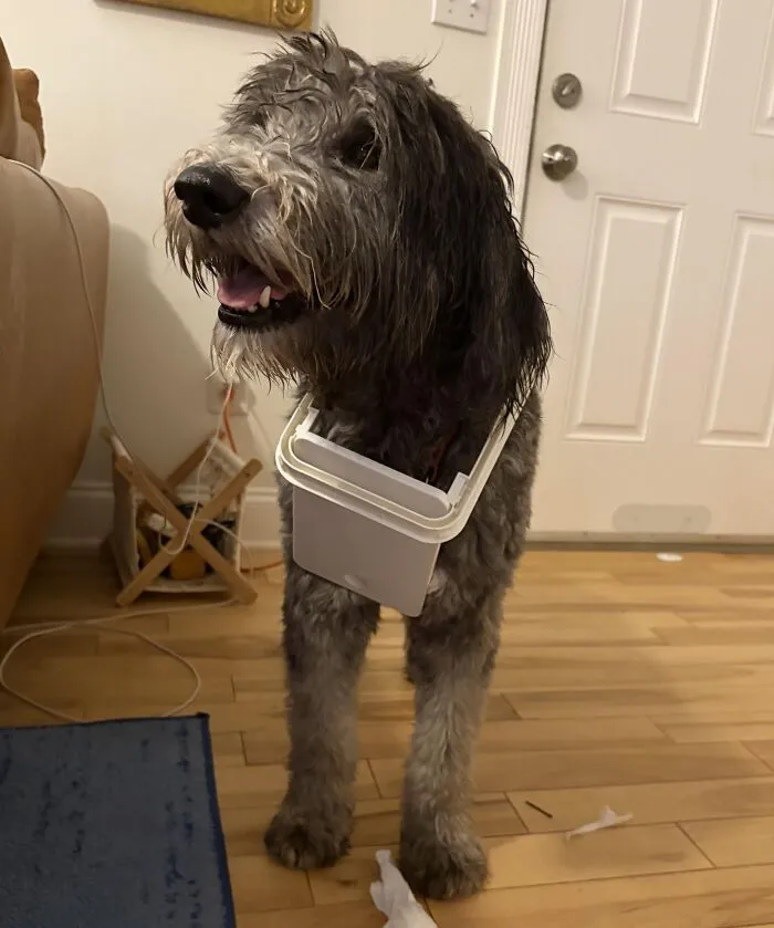 Hadn't Seen Milo In A While, Then The Little Criminal Waltzes Downstairs With A New Necklace AKA The Bathroom Trash Lid