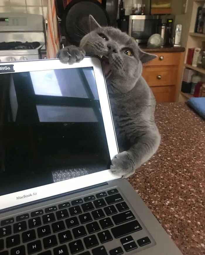 Trying To Work With Cats Around Can Be Challenging