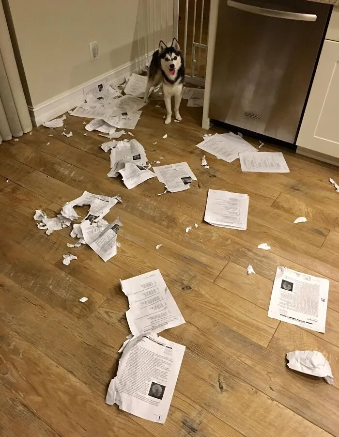 Sorry Class, My Dog Ate Everyone's Homework