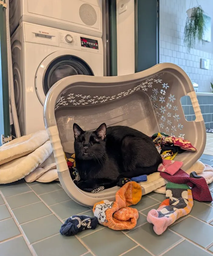 He Tipped Over The Laundry Basket To Claim It As A Bed