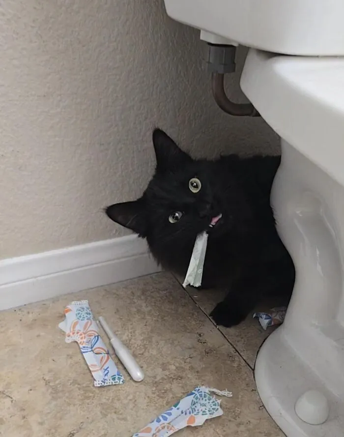 She Ate The Tampons