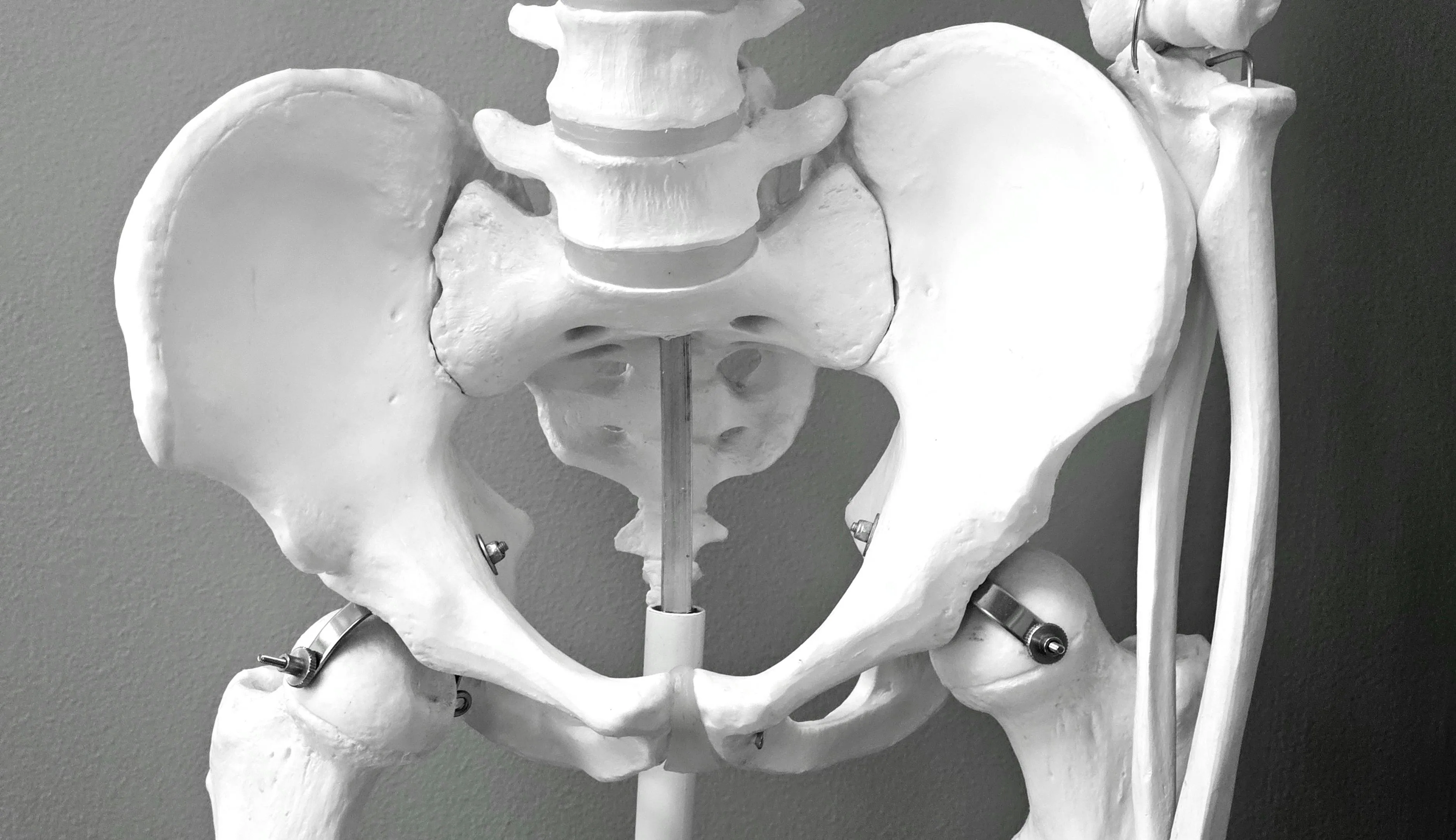 Model of the human pelvic bone structure displayed for high school biology study of the human body quiz.