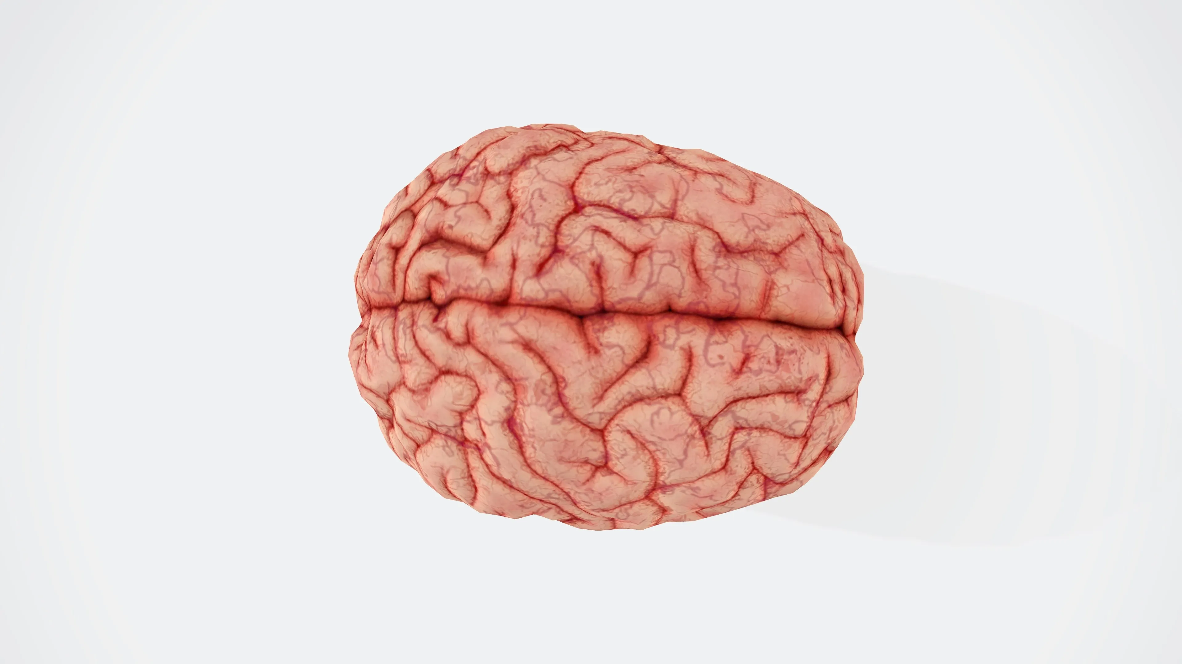 Detailed 3D illustration of a human brain showing surface anatomy for high school biology human body quiz.