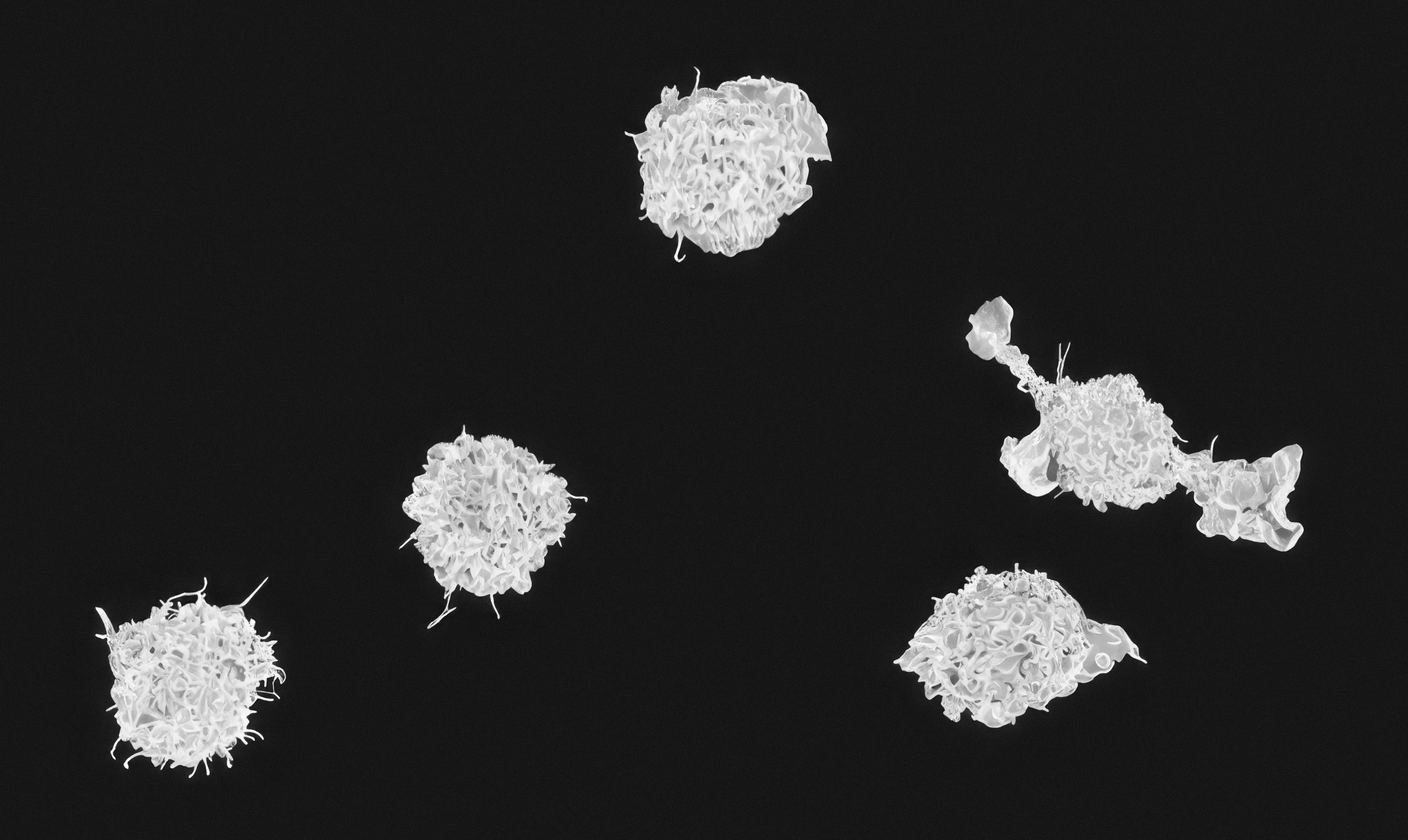 Microscopic view of white blood cells highlighting their role in the human body for high school biology quiz.