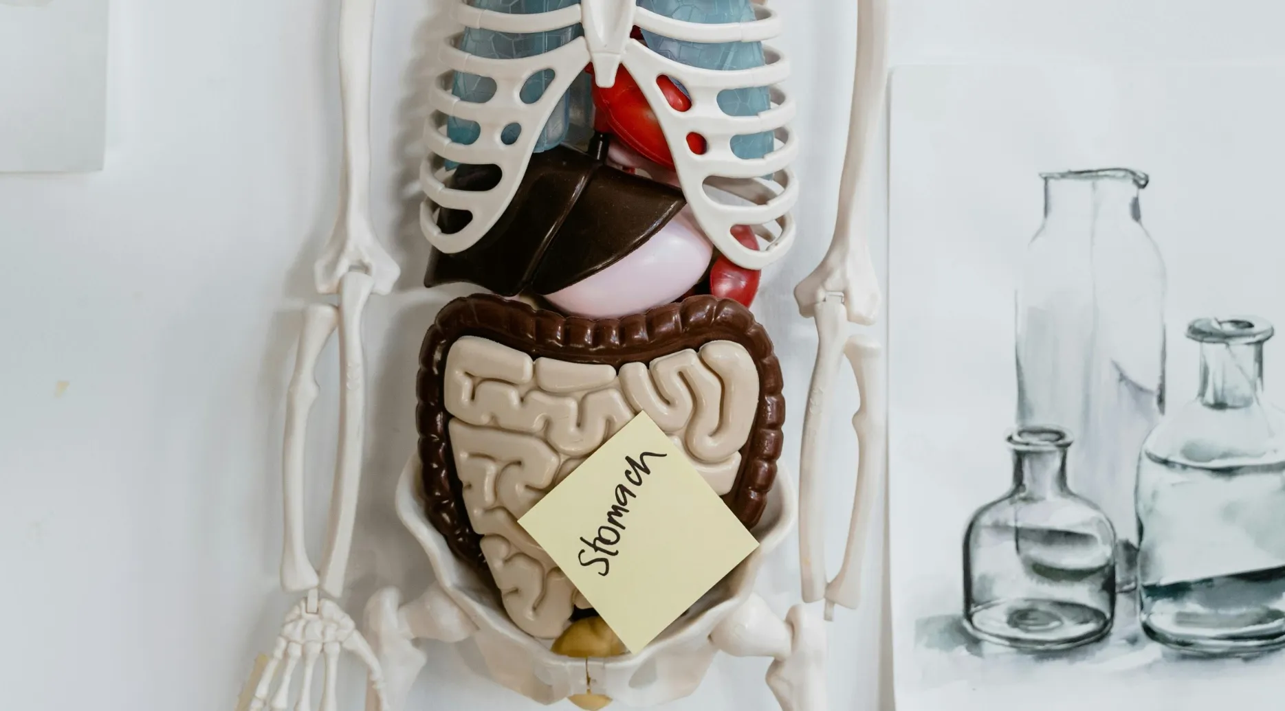 Model of the human body with a sticky note labeled stomach placed on the intestines for biology quiz question.