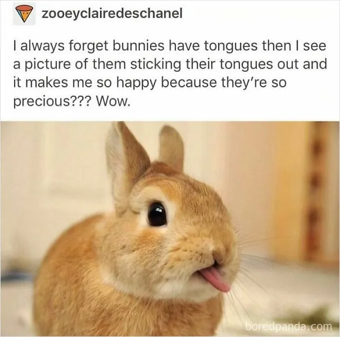 53 Wholesome Internet Finds That Might Just Lift Your Mood