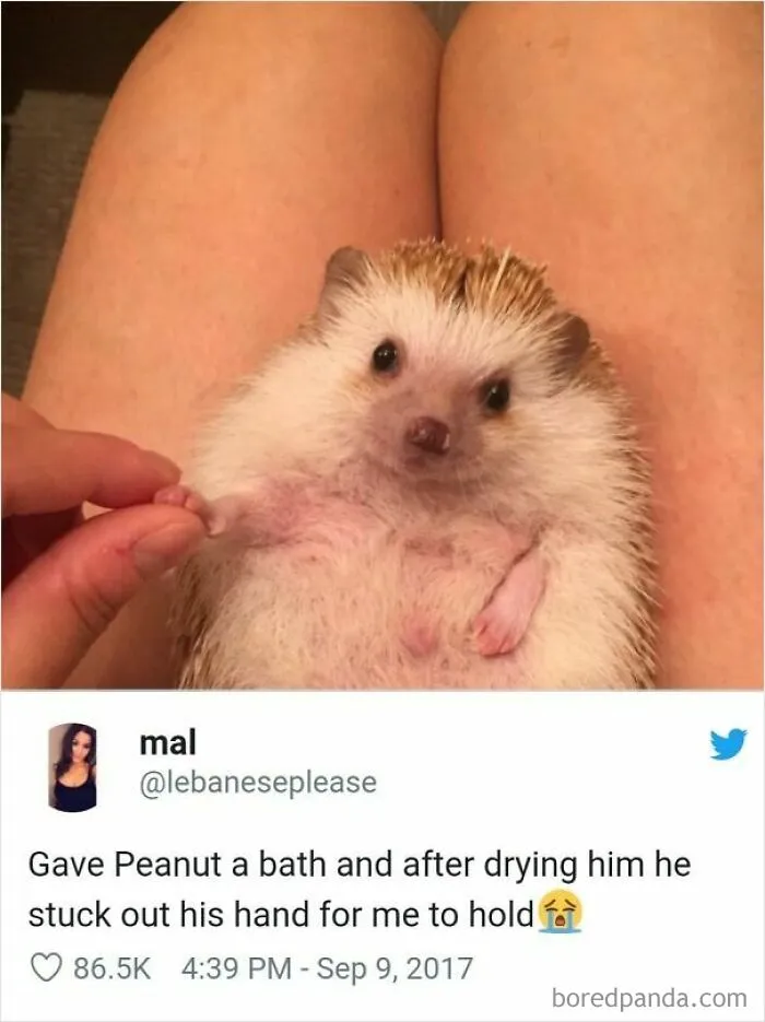 53 Wholesome Internet Finds That Might Just Lift Your Mood