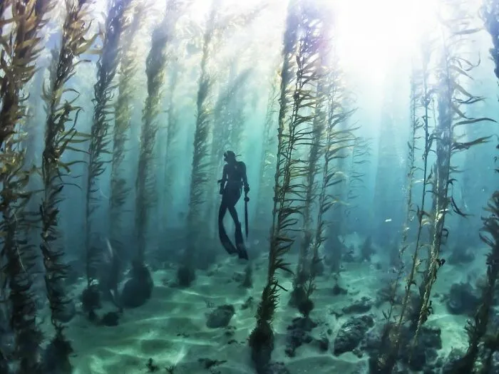 Free Diving In A Kelp Forest