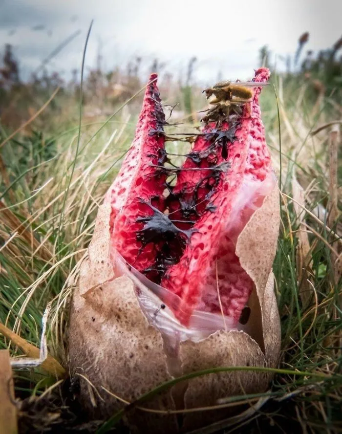 The Clathrus Archeri Fungus Resembles Alien Tentacles Sprouting From An Egg