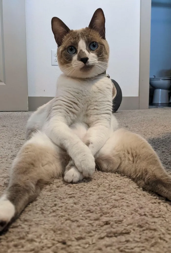 I Have A Weird Cat