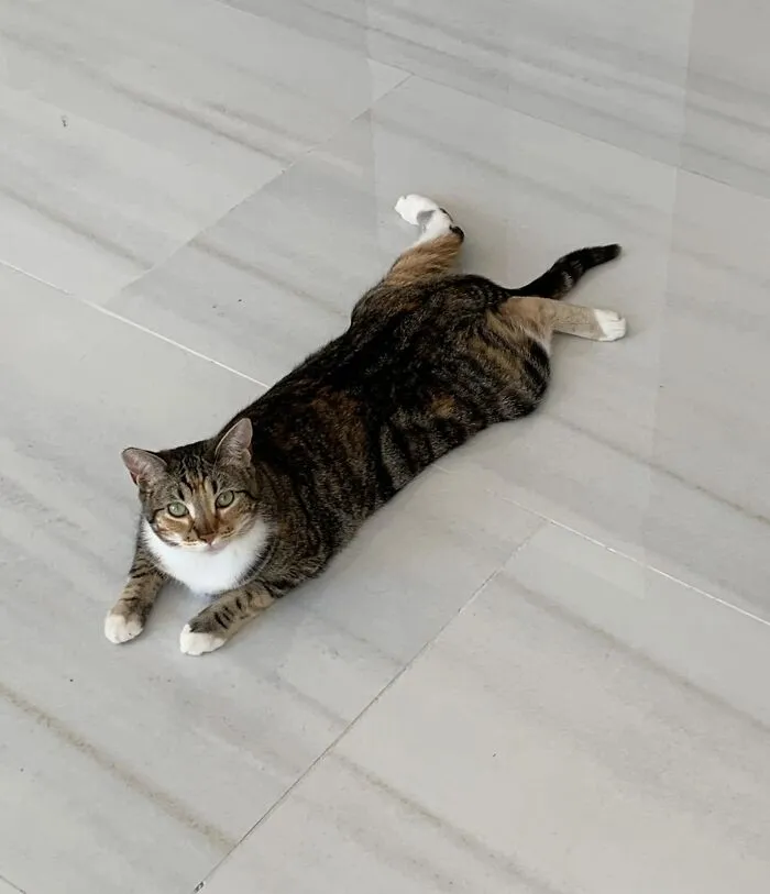 A tabby cat with white paws and chest lying oddly stretched out on a light-colored tile floor, a funny pet.