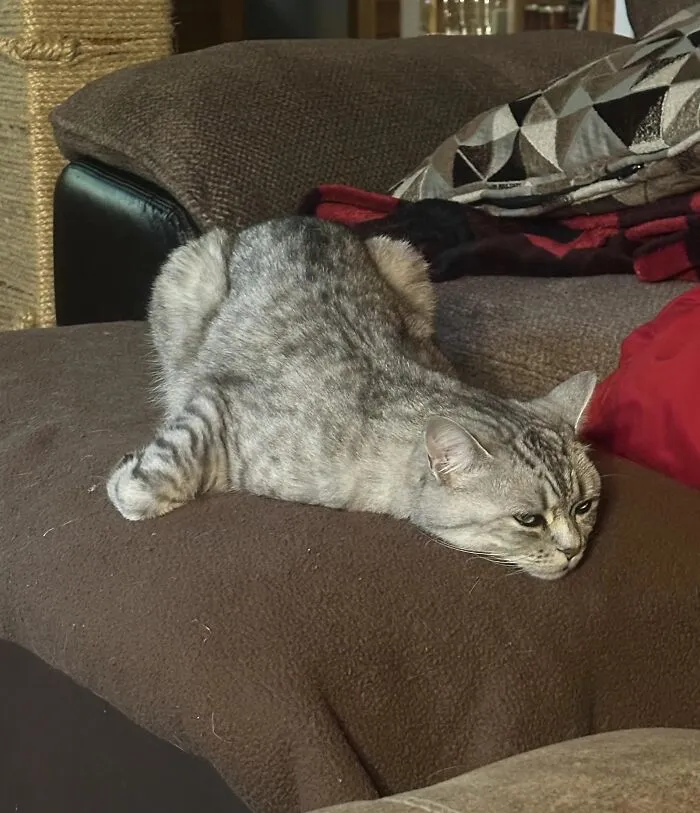 A funny pet, a gray tabby cat, sprawled flat on a brown couch cushion, looking like it's melting.