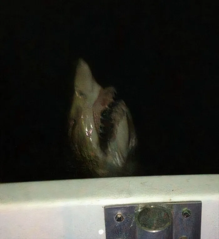 You Probably Shouldn't Swim In The Ocean At Night