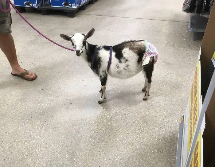 Solo En Walmart