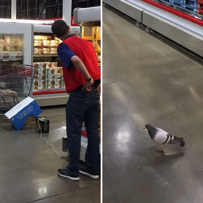 Empleado intentando atrapar una paloma
