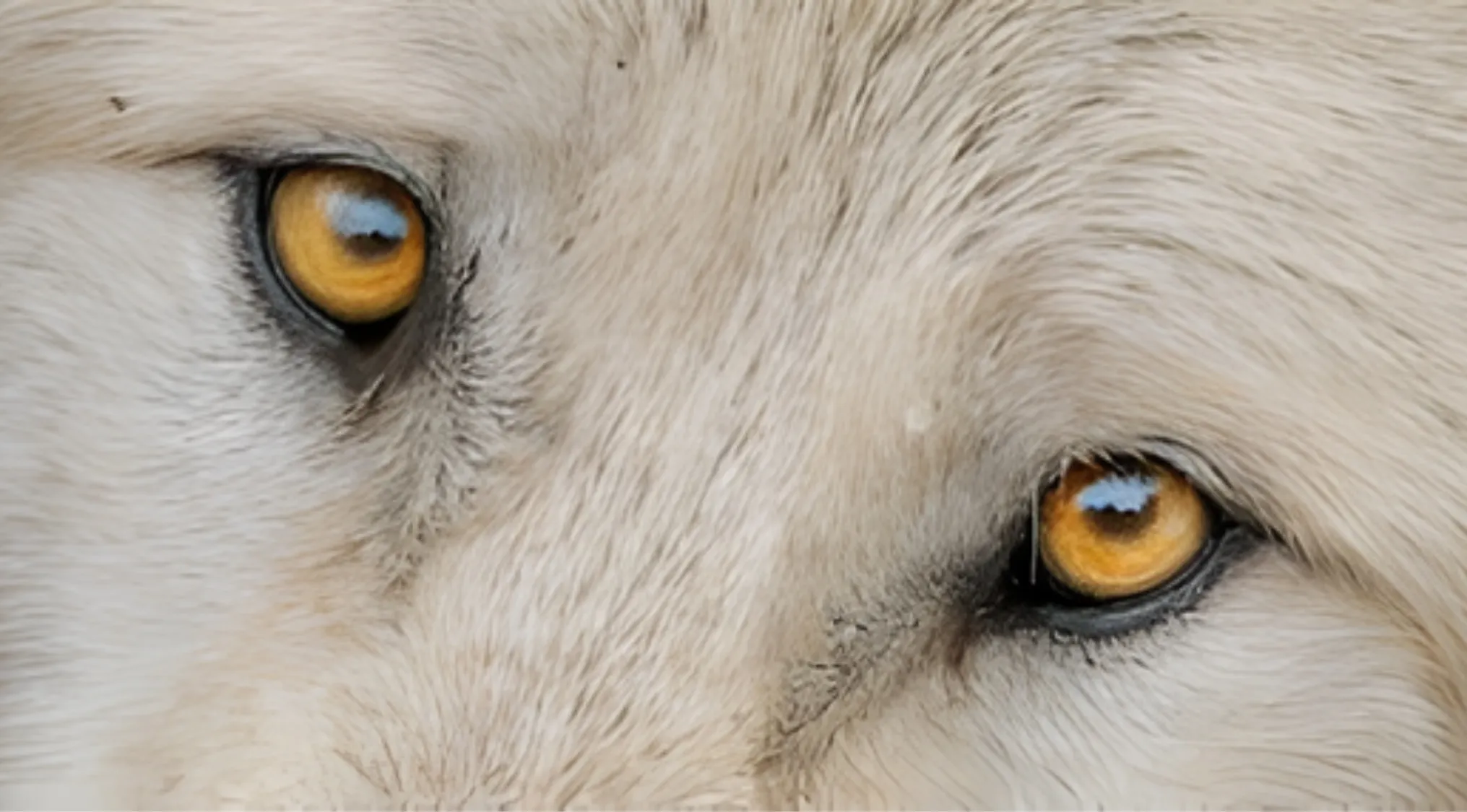 Close-up of a white wolf's eyes with golden irises, reflecting the sky. Can you identify animals by their eyes?