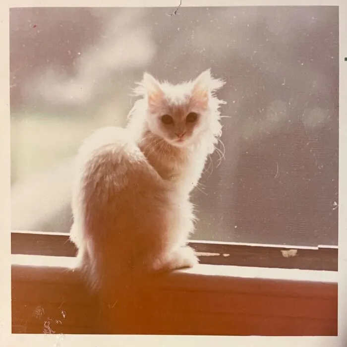 100 Fascinating Historical Photos That Might Change Your Perspective On Cats, As Shared By This Page (New Pics)