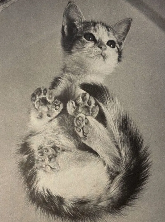 100 Fascinating Historical Photos That Might Change Your Perspective On Cats, As Shared By This Page (New Pics)