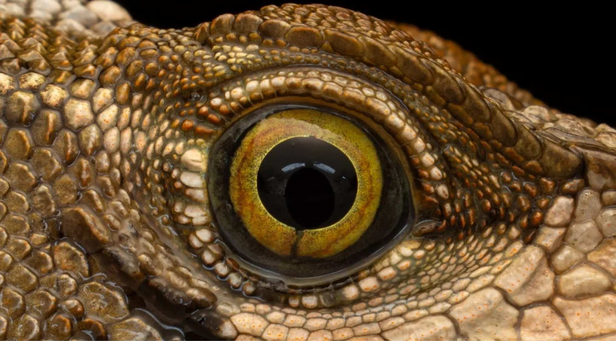 Extreme closeup of a reptile's eye, with rough scales surrounding a yellow and black iris. Guess whose eyes these are?